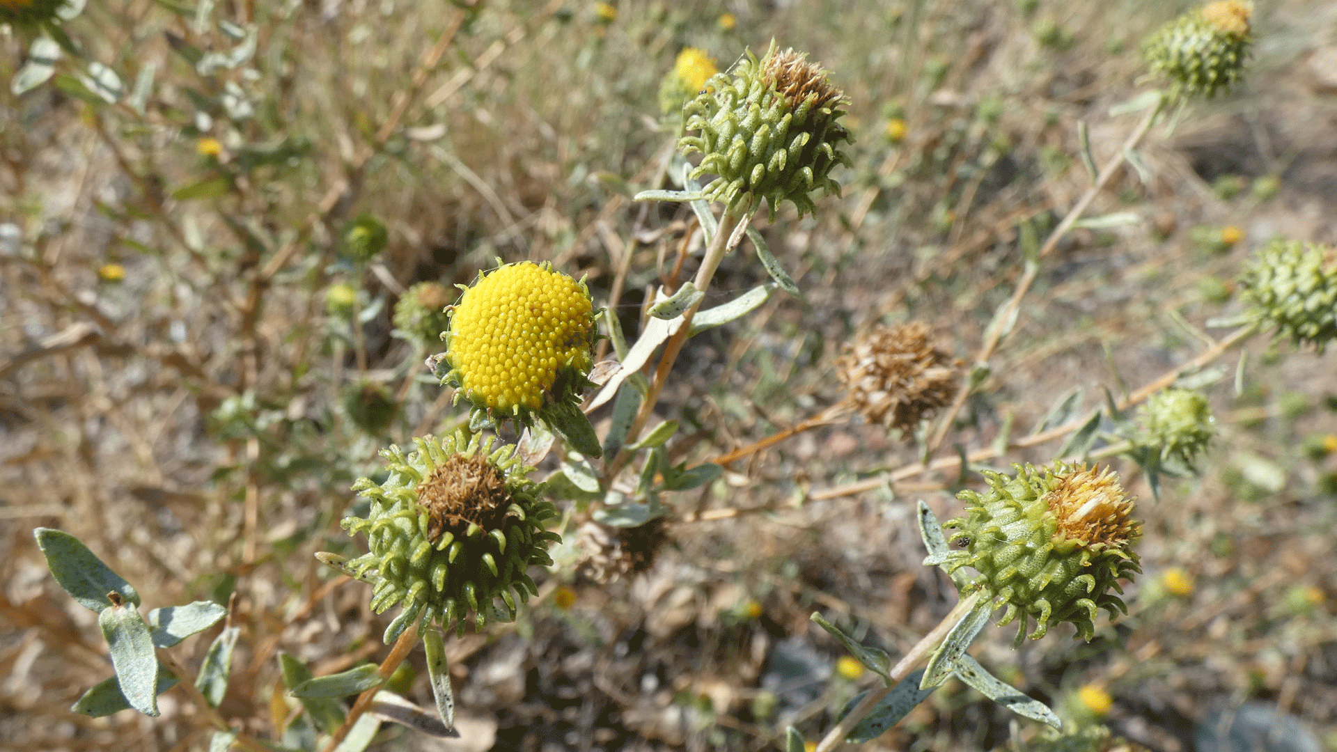 Albuquerque, September 2020