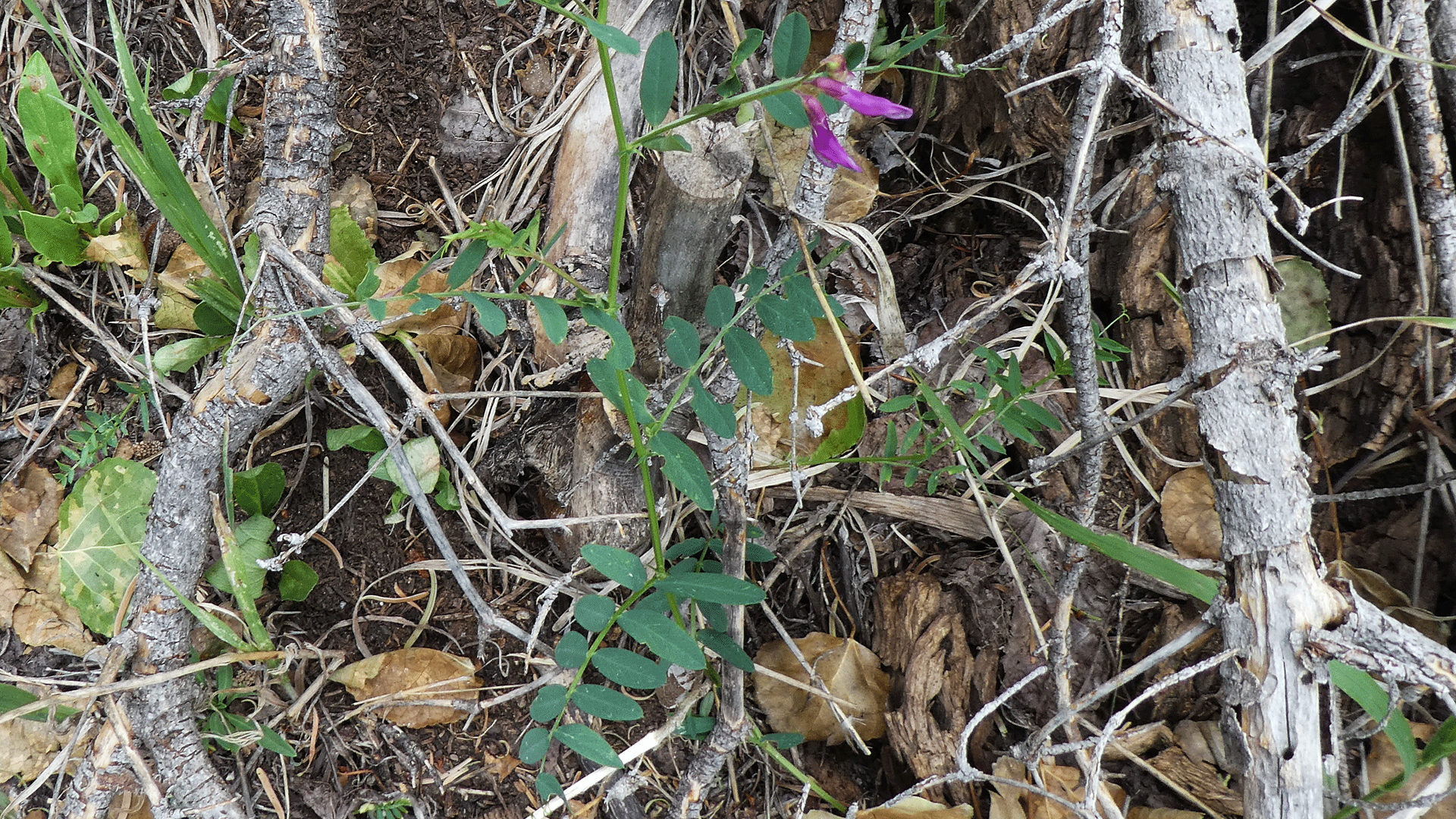 Sandia Mountains, July 2020