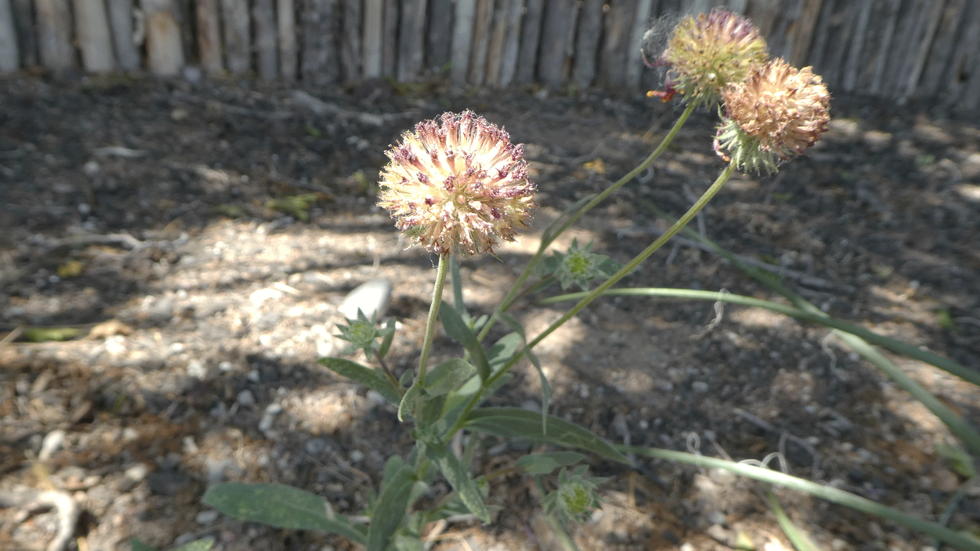 Seed heads, Albuquerque, June 2020