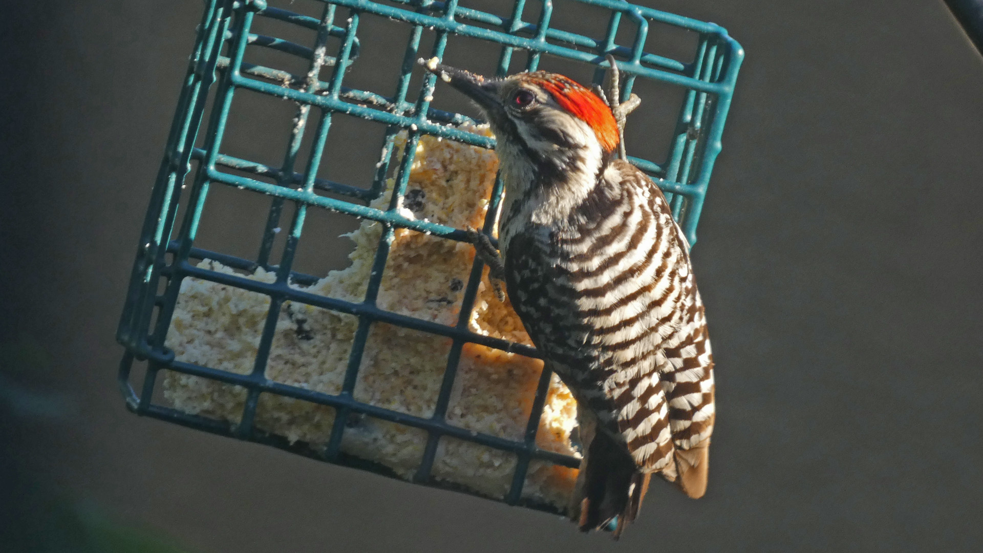 Male, Albuquerque, June 2021