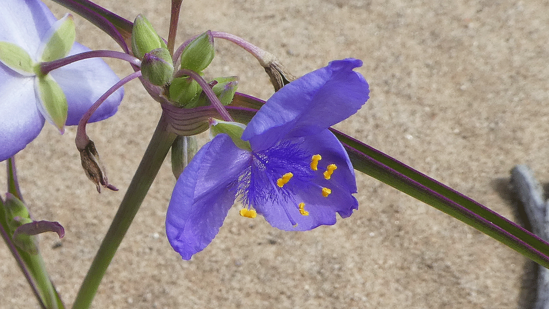 Mesa Portales, June 2019