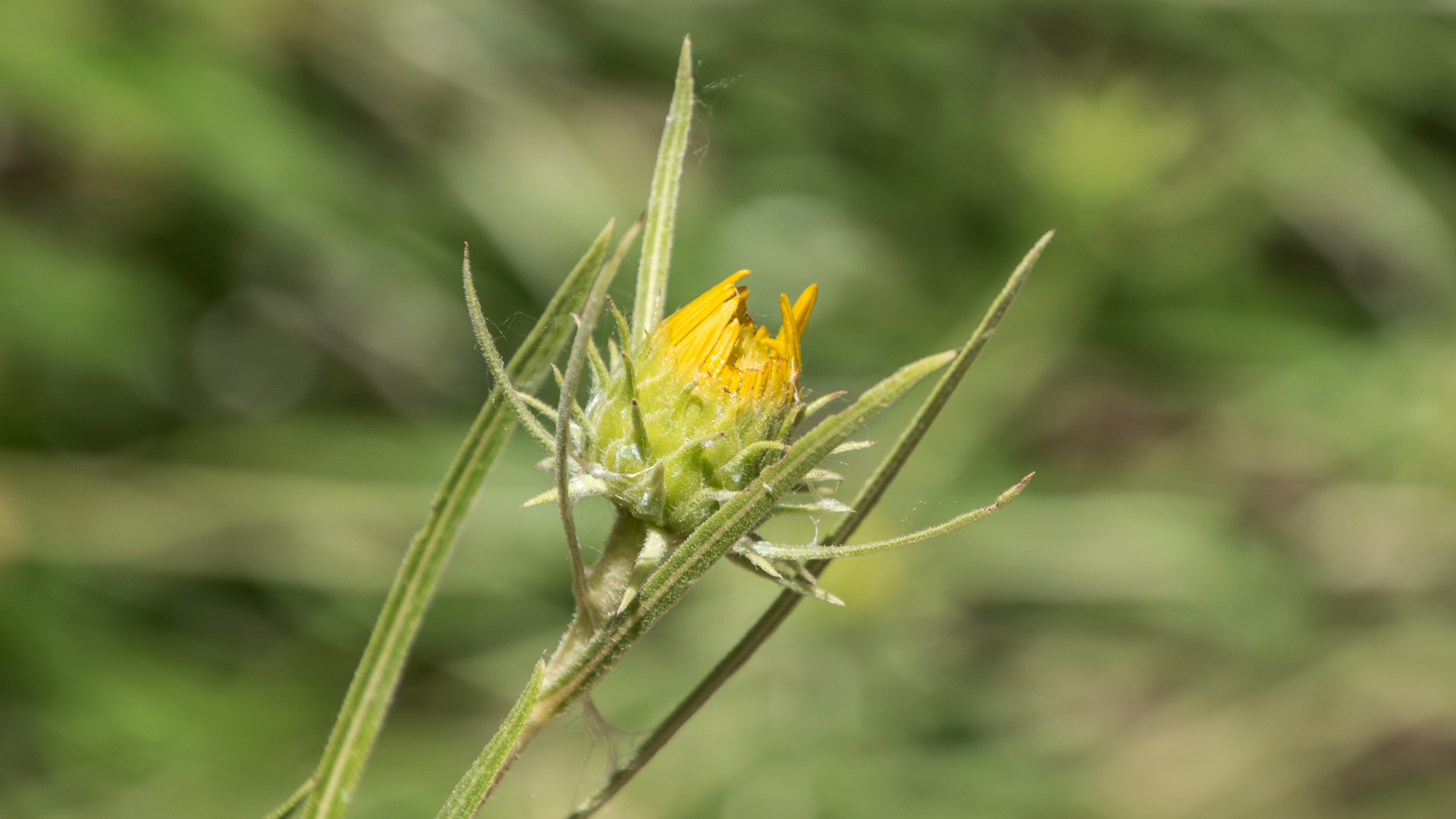 Rio Grande Nature Center, July 2023