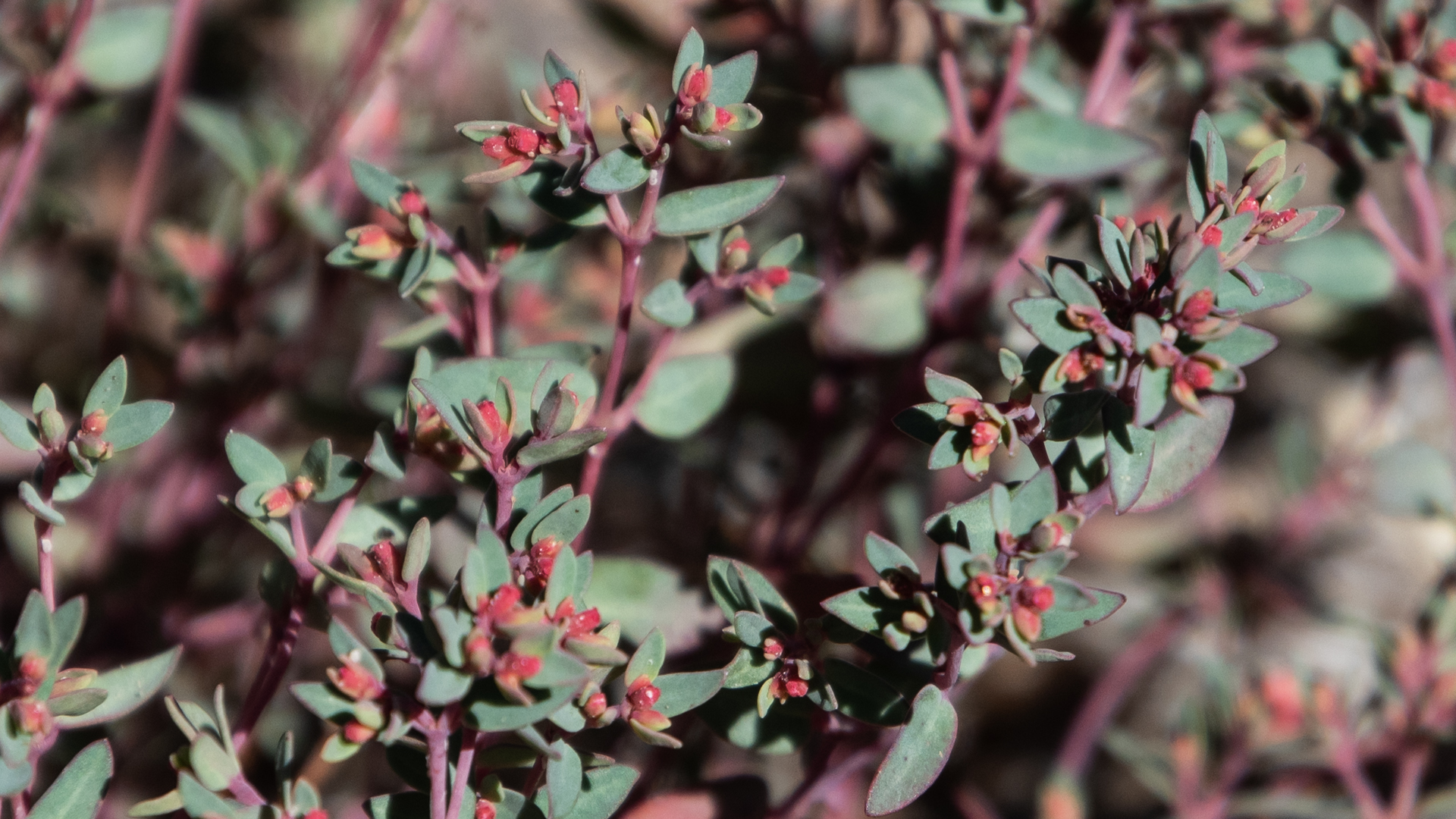 Placitas, June 2024