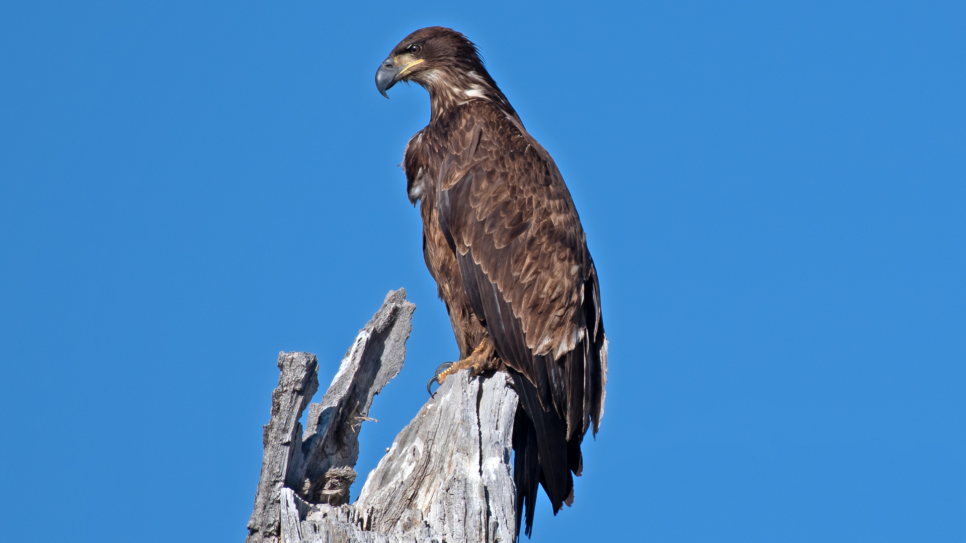 Juvenile, Isleta Lakes, February 2026