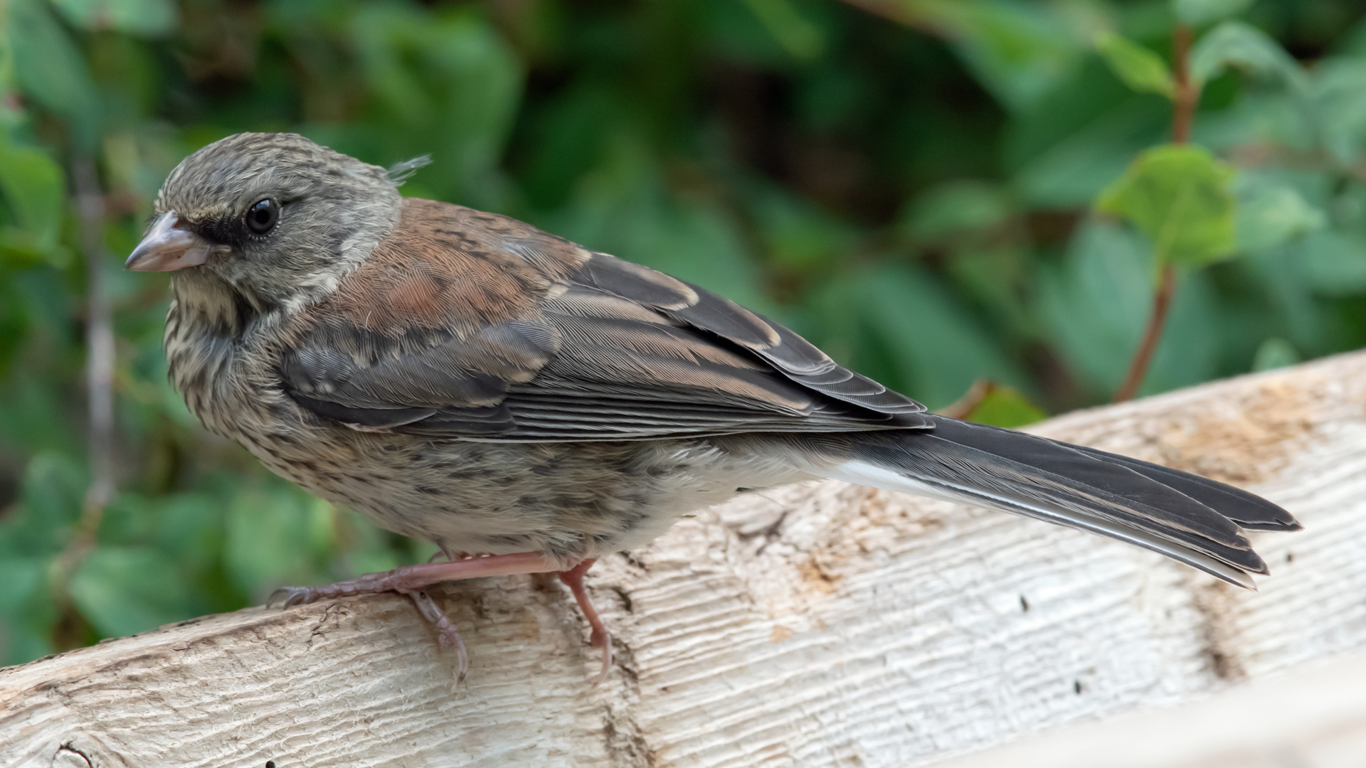 Juvenile, Sandia Mountains, July 2023