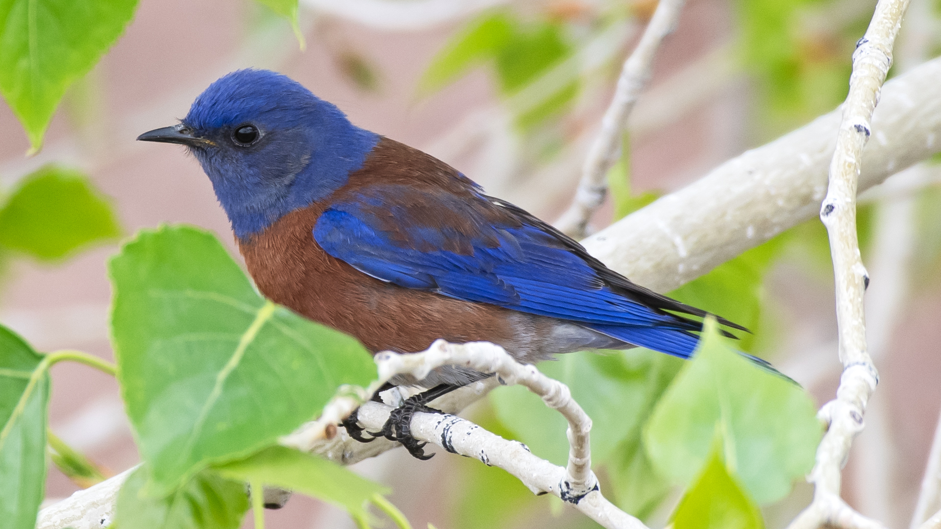 Male, Mesa del Sol, April 2026