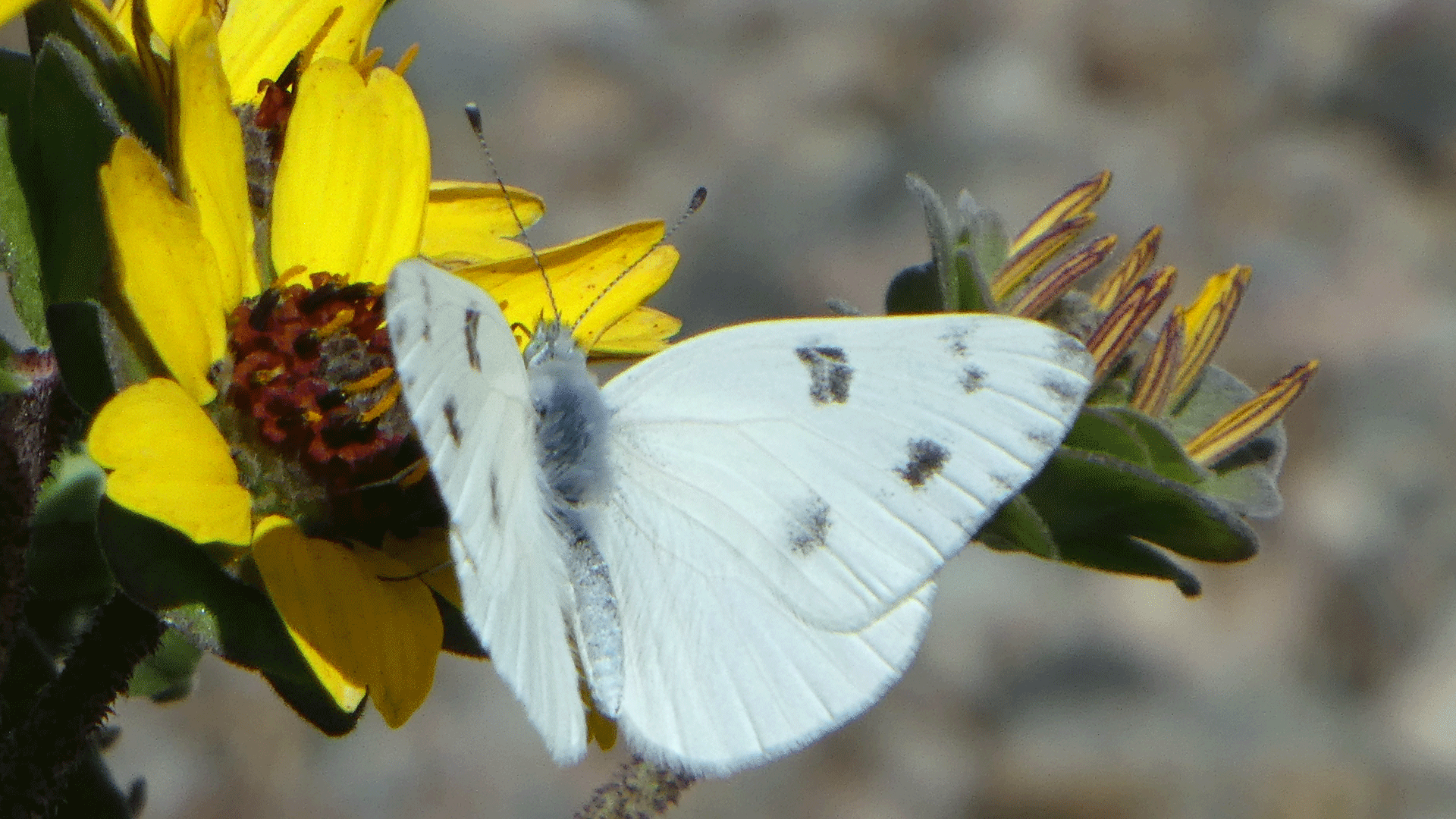 Male on chocolate flower, Albuquerque, May 2020