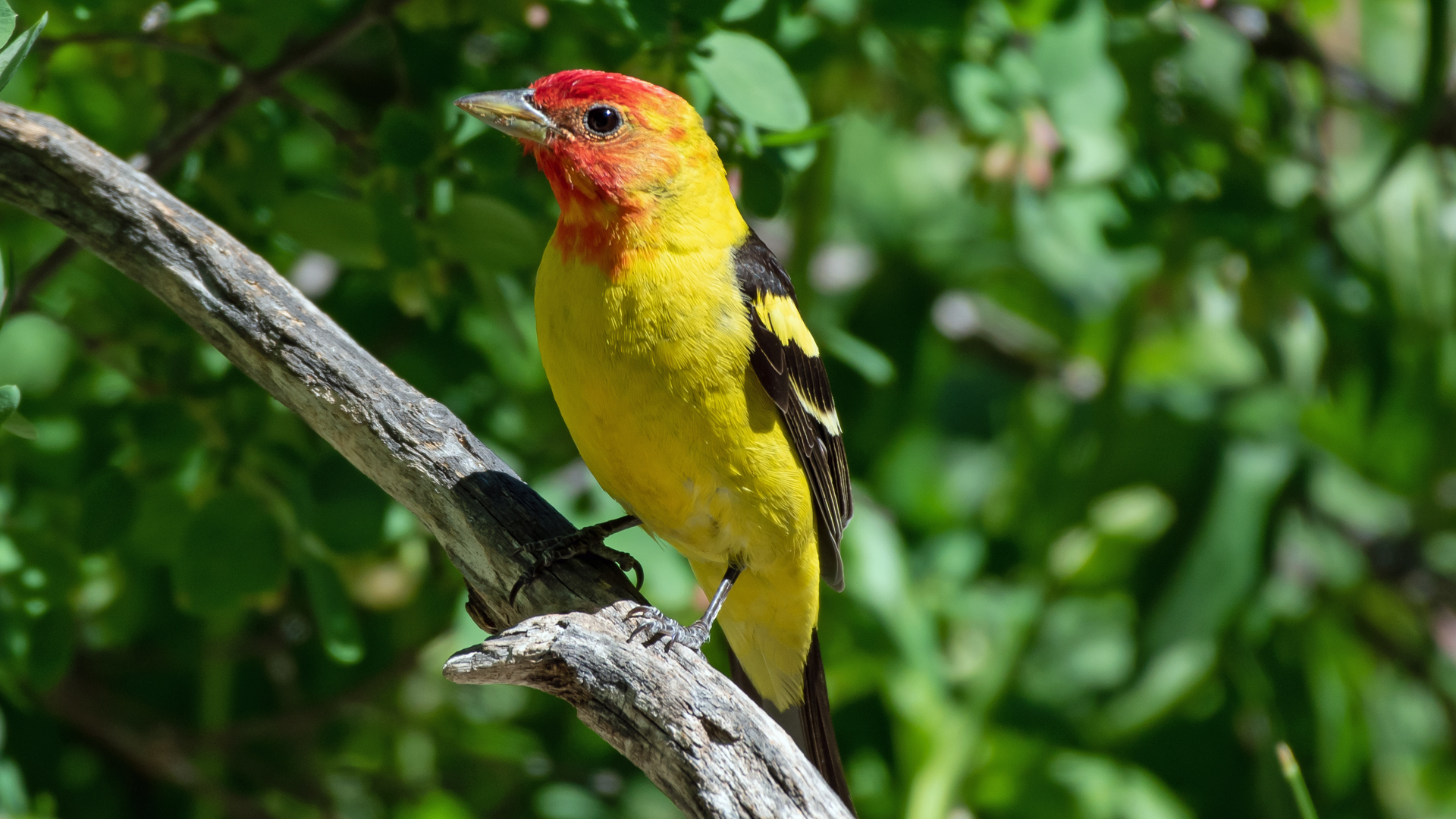 Breeding male, Sandia Mountains, June 2023