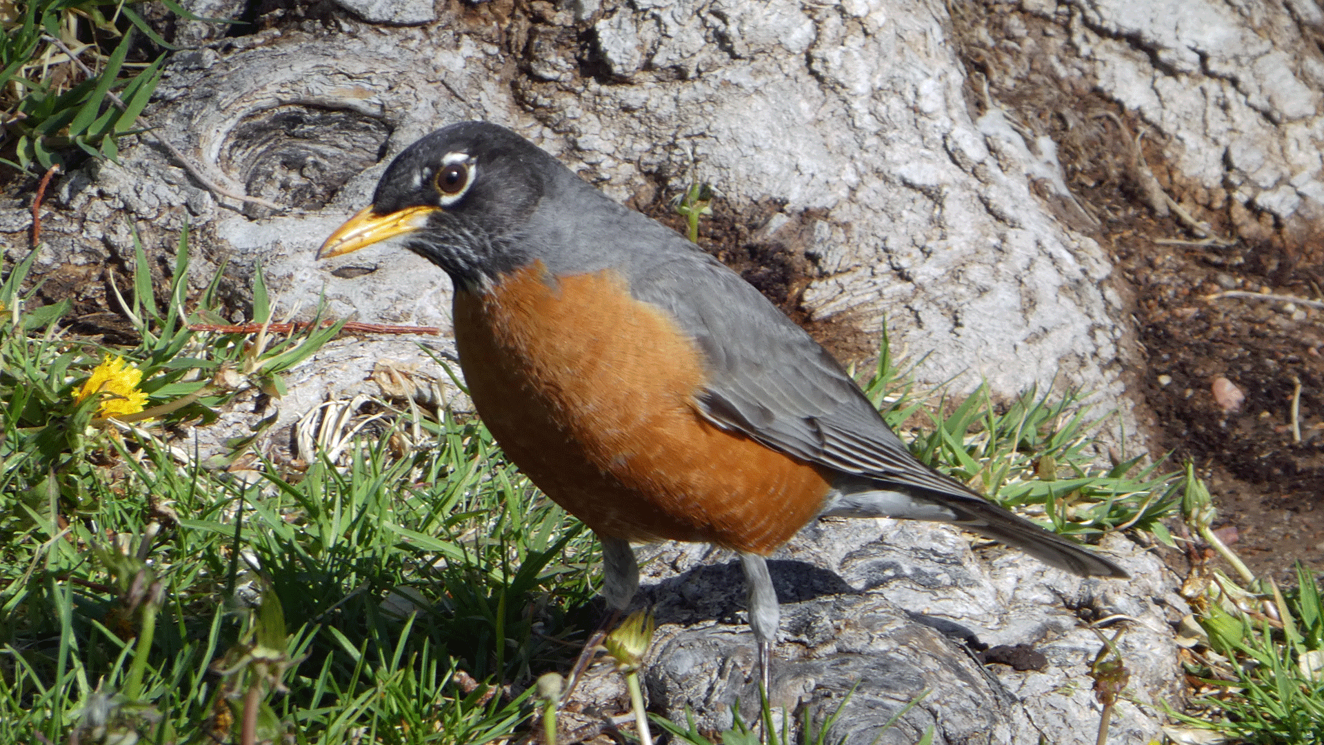 Male, Albuquerque, April 2020