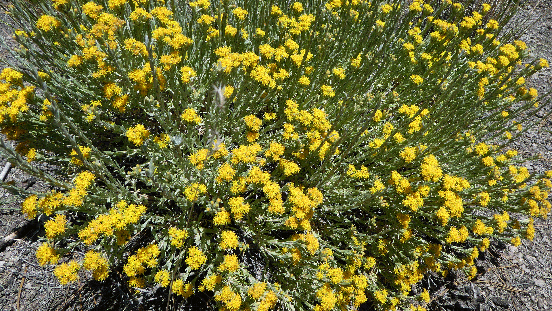 Jemez Mountains, July 2019