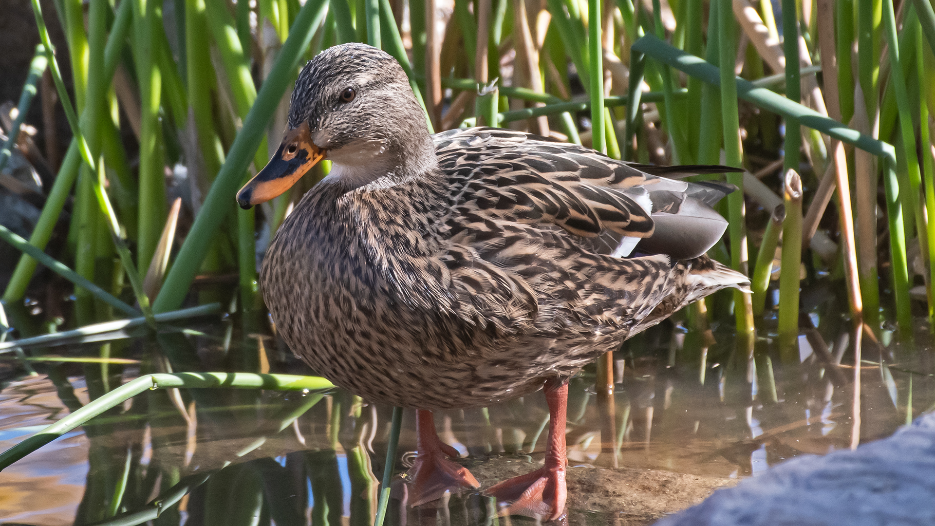 Female, UNM duck pond, November 2025