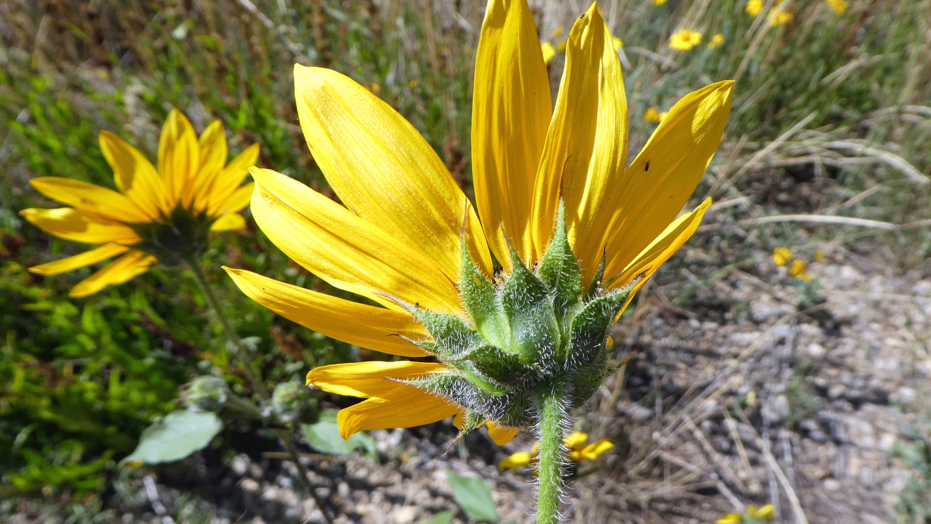 Sandia Mountains, September 2019