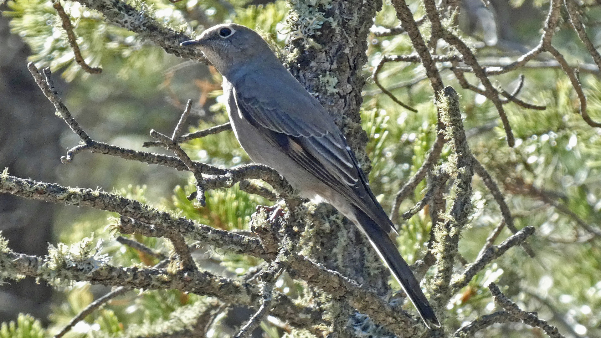 Manzanita Mountains, January 2022