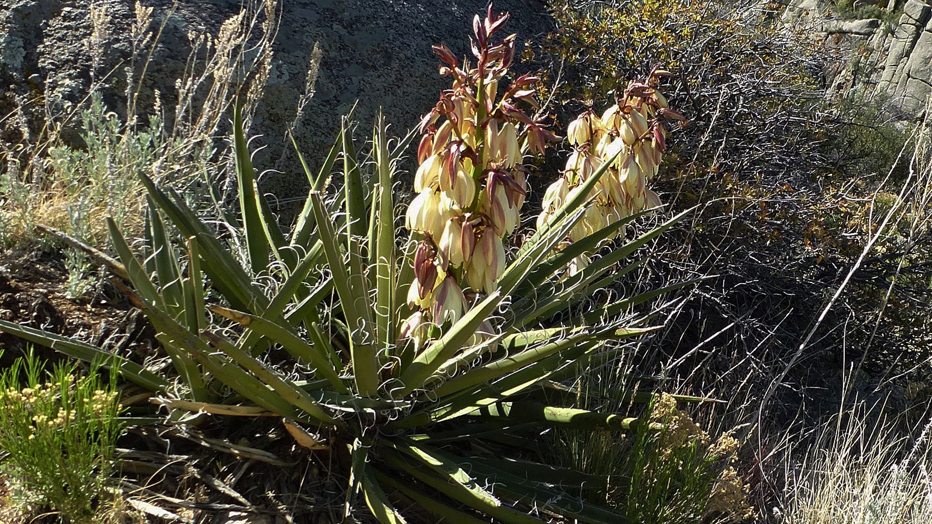 Sandia Mountains west foothills, April 2017