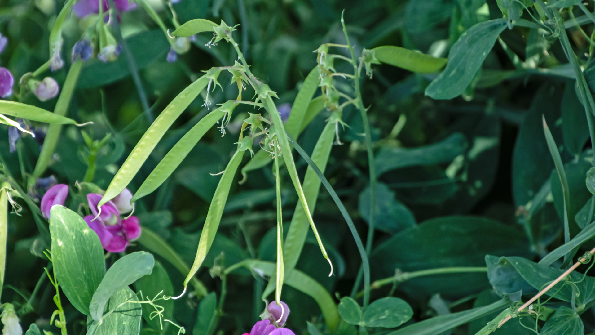 Seed pods, Santa Fe River, July 2023