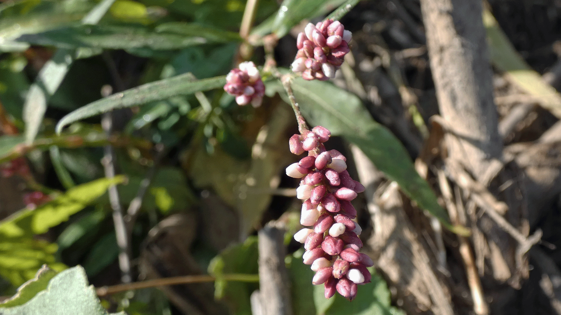 Rio Grande Bosque, Albuquerque, September 2020