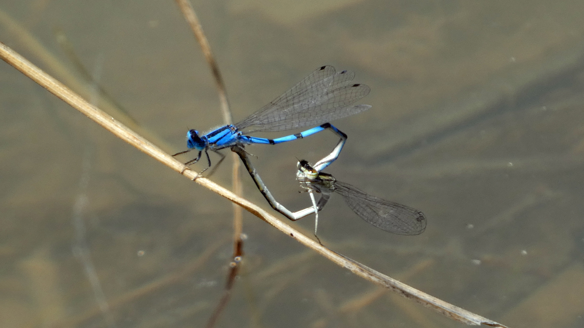 Pair in wheel, Rio Grande Bosque, Albuquerque, August 2022