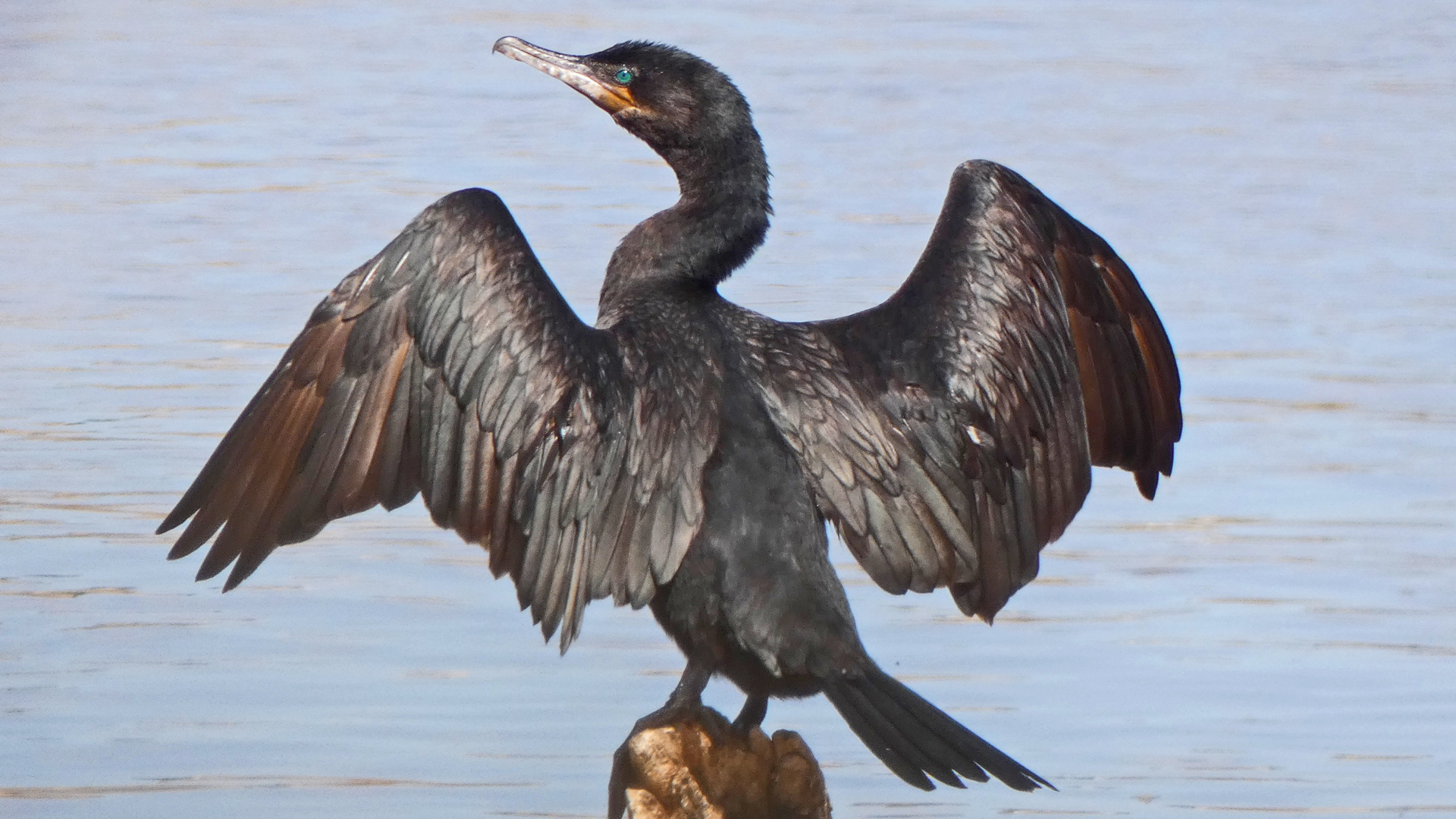 Adult, Rio Grande, Albuquerque, March 2021