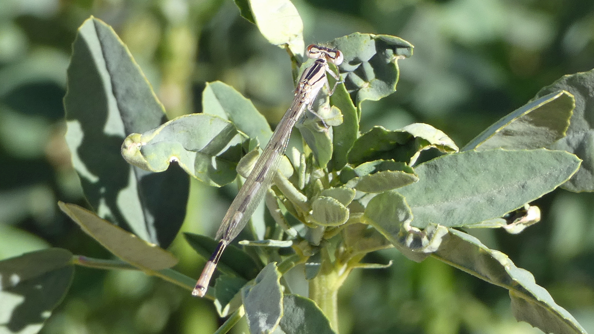 Immature male, Rio Grande Bosque, Albuquerque, May 2022