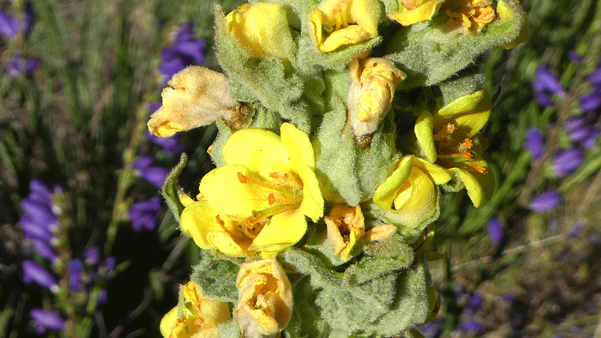 Sandia Mountains, June 2019