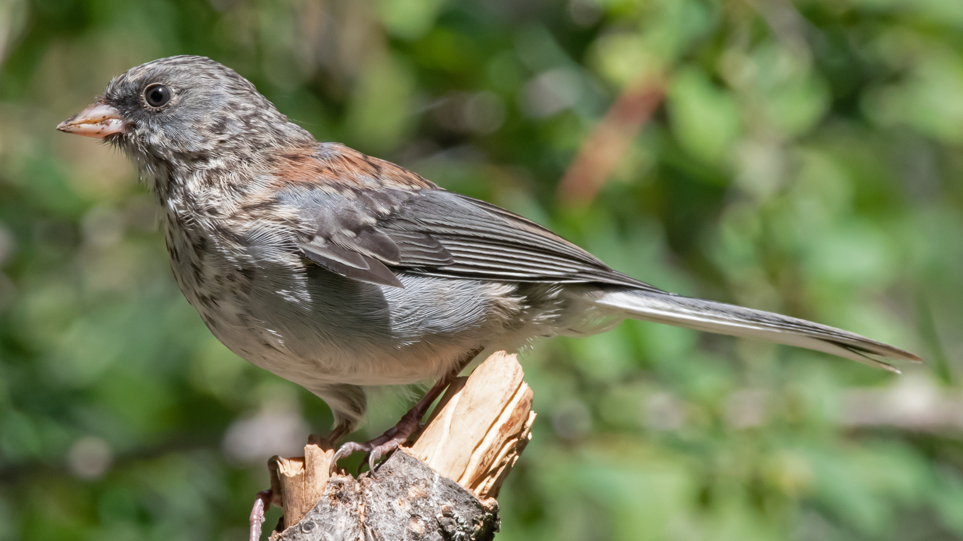 Juvenile, Sandia Mountains, August 2023