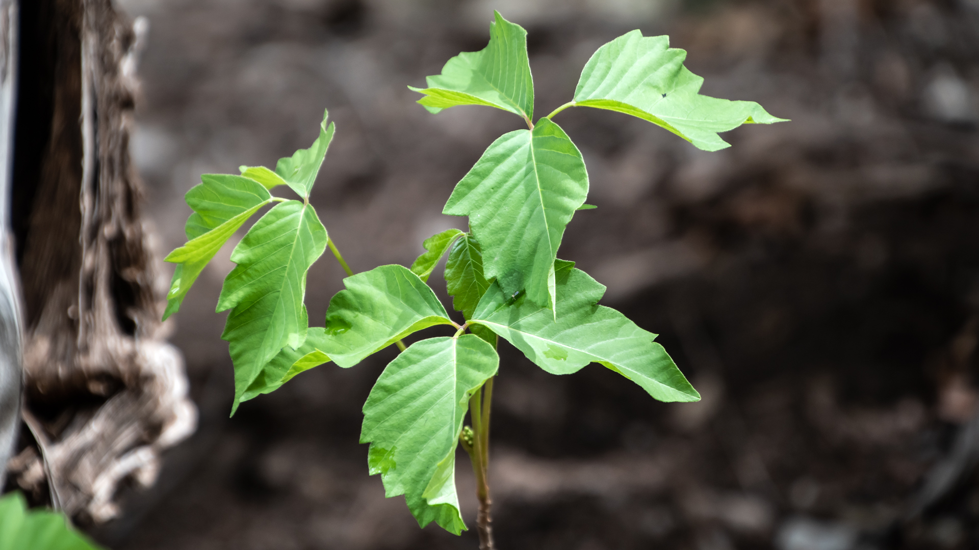 Carlito Springs, May 2023