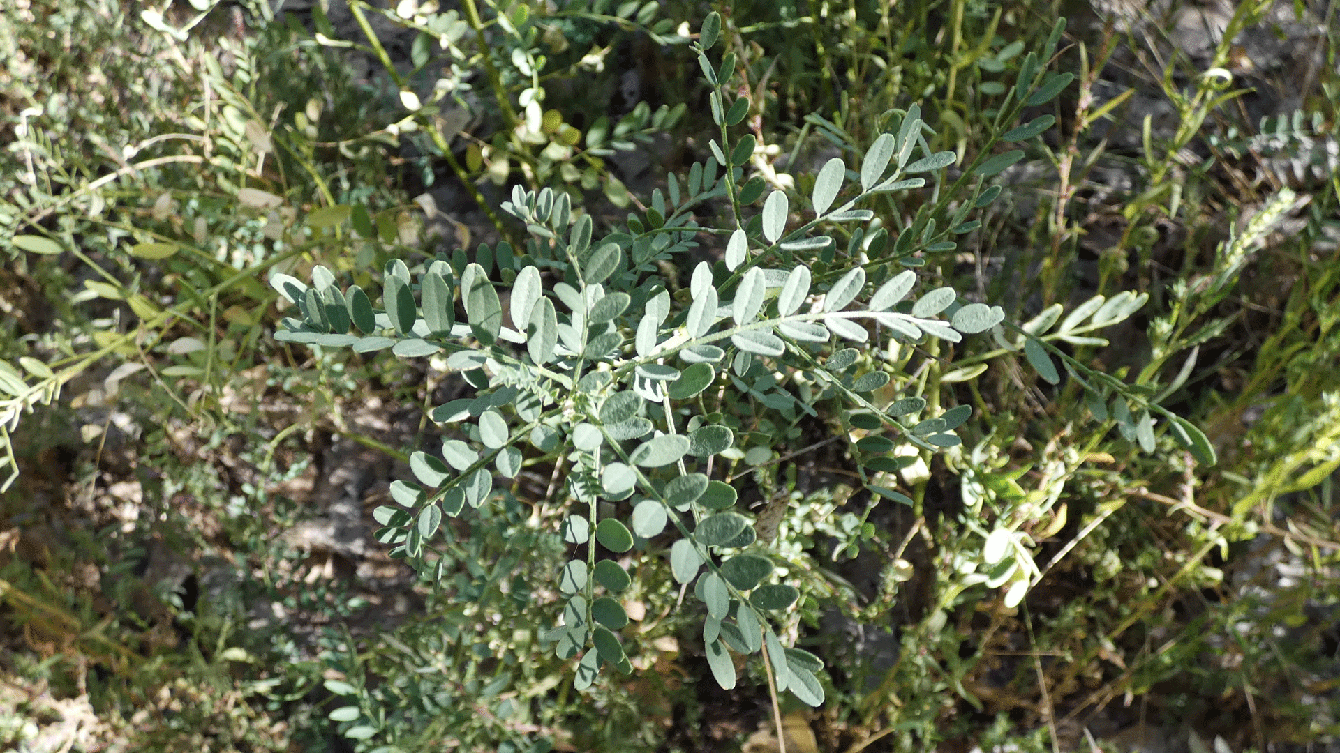 Rio Grande Bosque, Albuquerque, October 2020