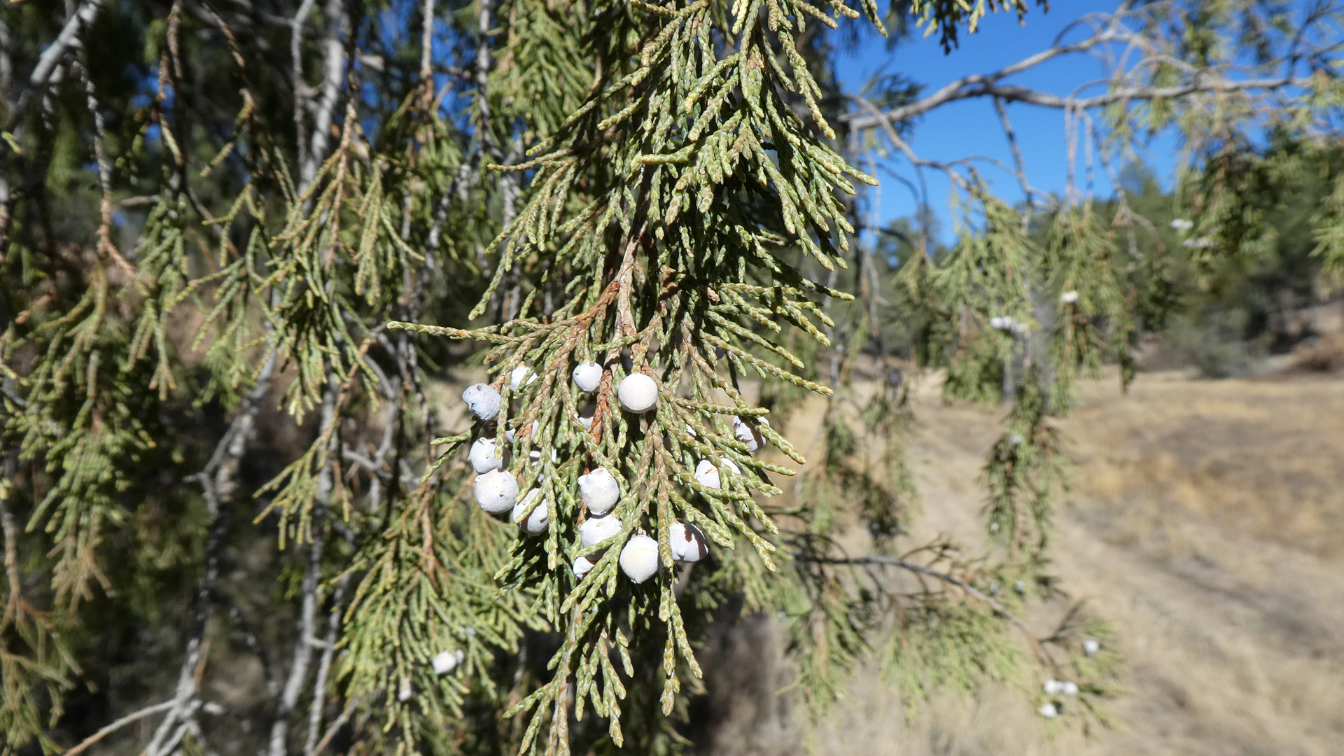 Manzanita Mountains, November 2020