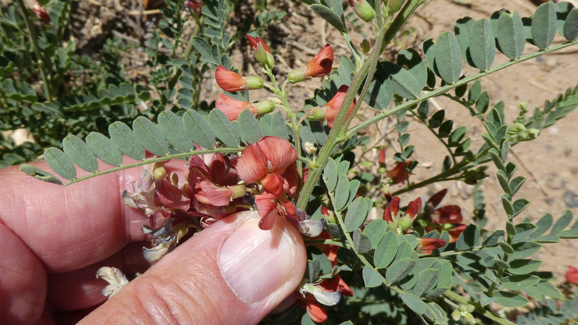 Rio Grande Bosque, Albuquerque, May 2021