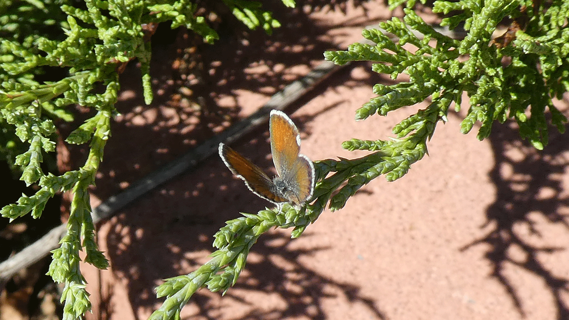 Albuquerque, July 2020