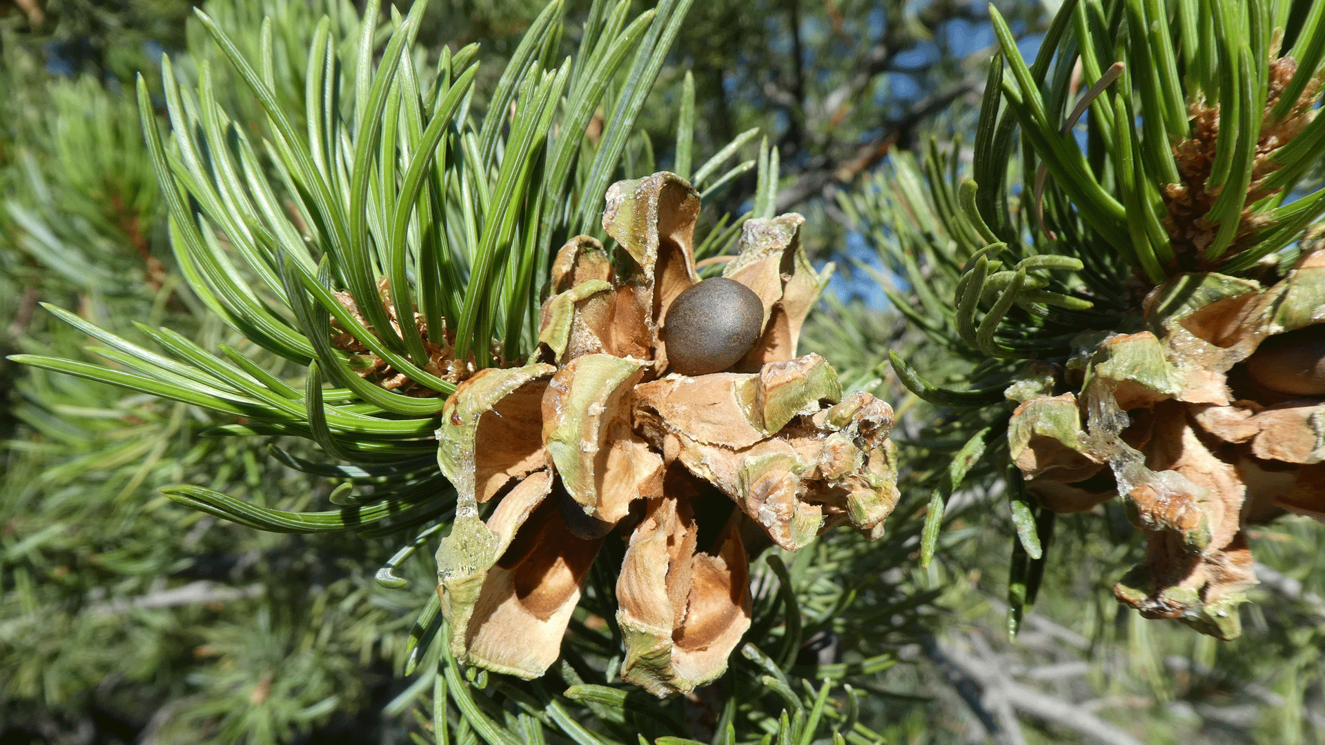 Open cone with remaining nut, Sandia Mountains, September 2020