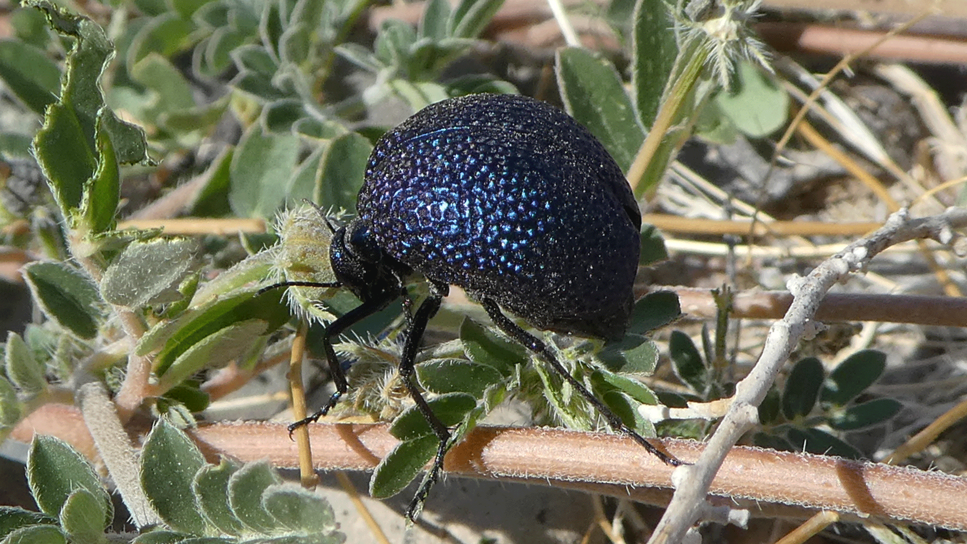 Albuquerque, June 2020