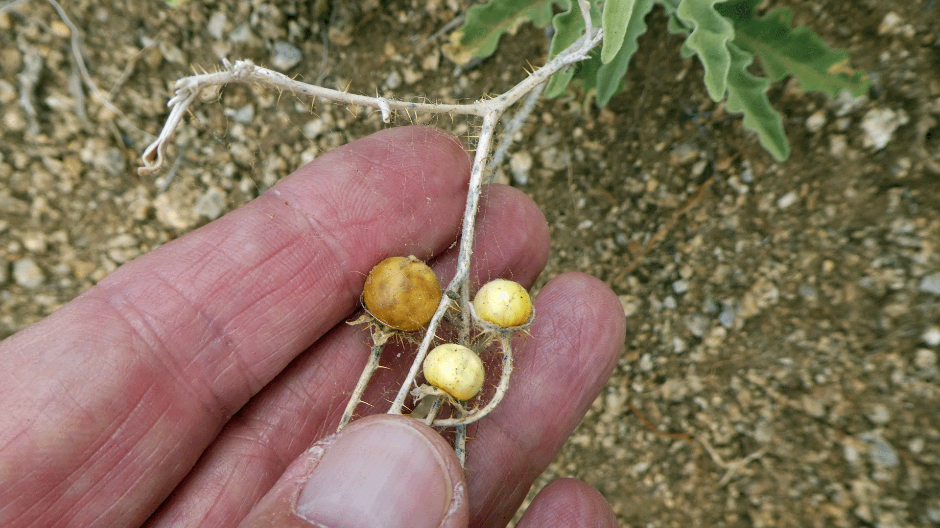 Ripe fruit, Sandia Mountain Foothills, May 2019