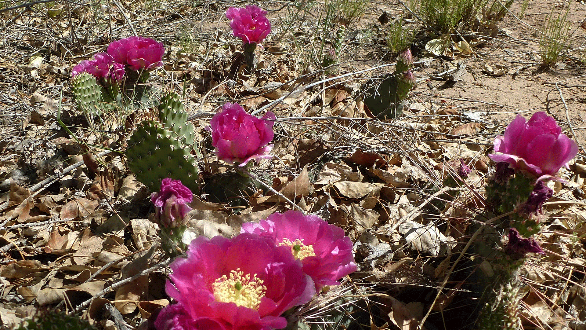 O. polycantha var. juniperina? Rio Grande bosque, Albuquerque, May 2016