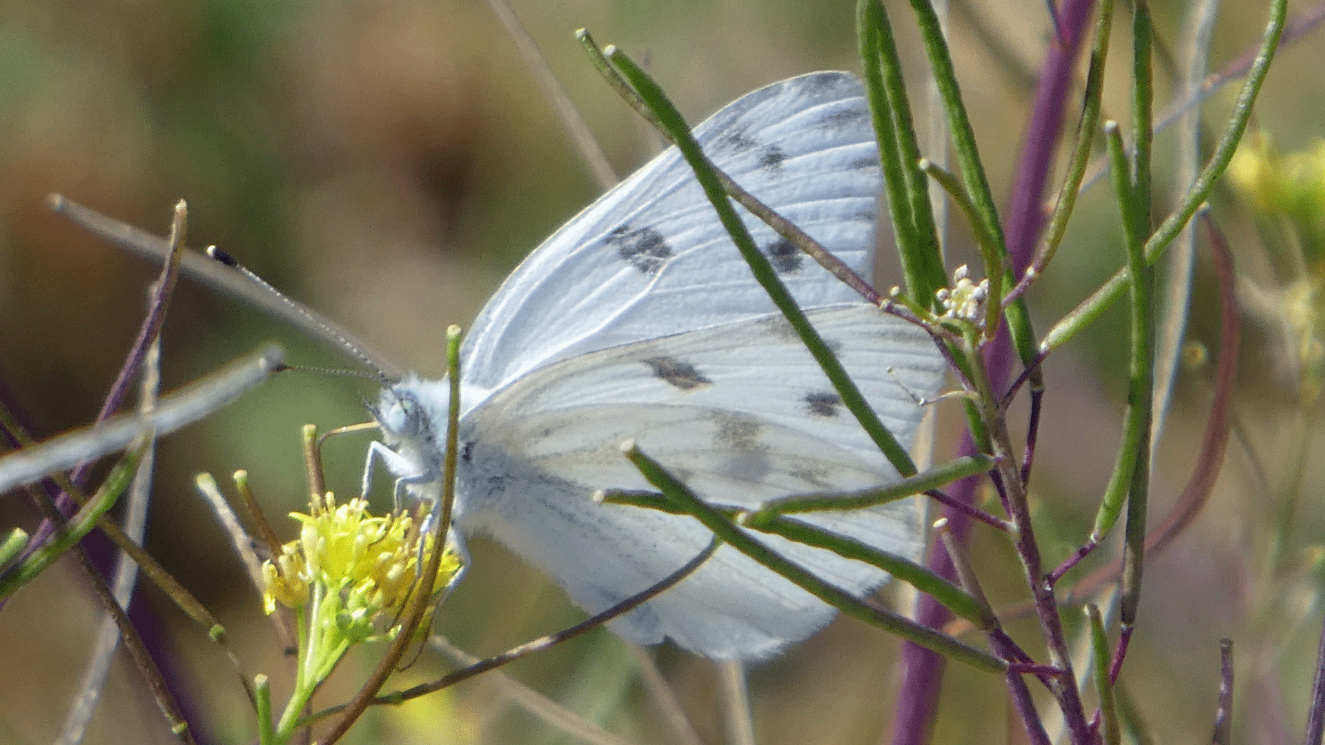 Male, Albuquerque, May 2020