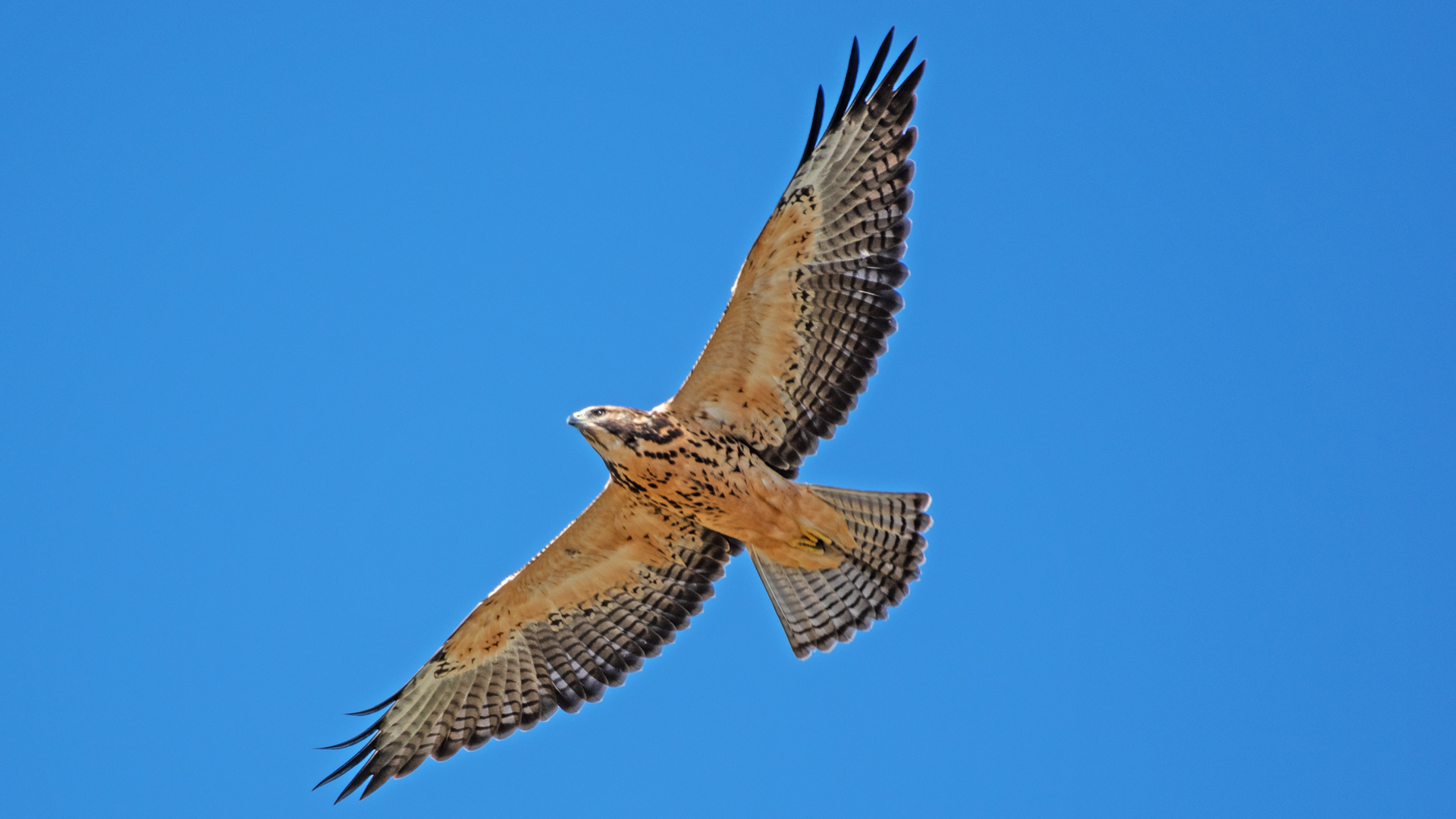 Juvenile, Valle de Oro NWR, August 2024