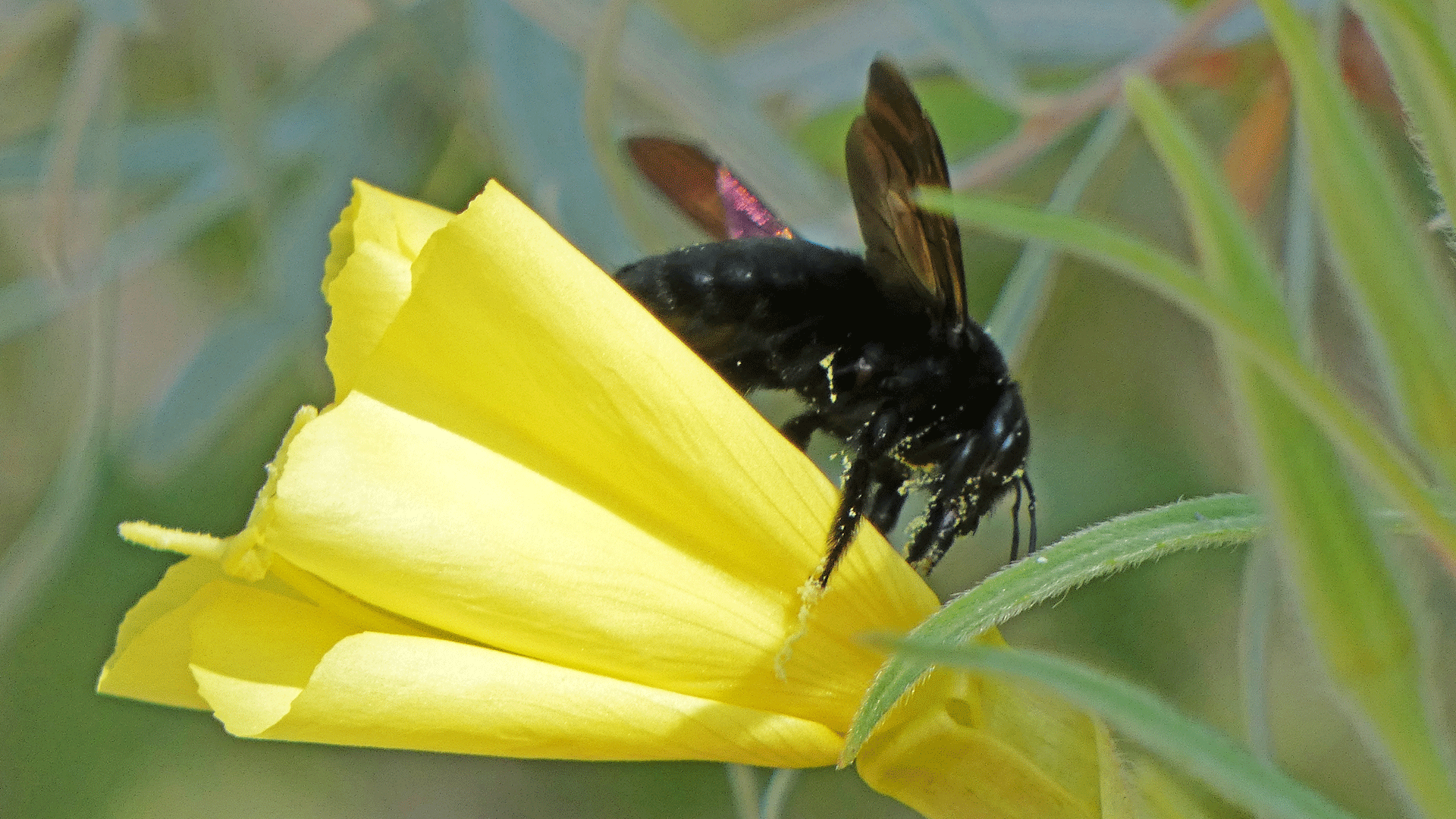 The same carpenter bee robbing nectar