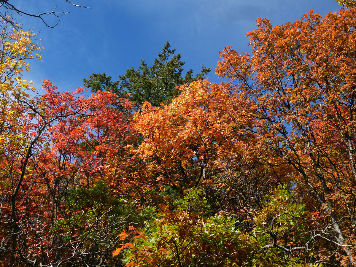 Fourth of July Trail High Loop in the Manzano Mountains dogofthedesert