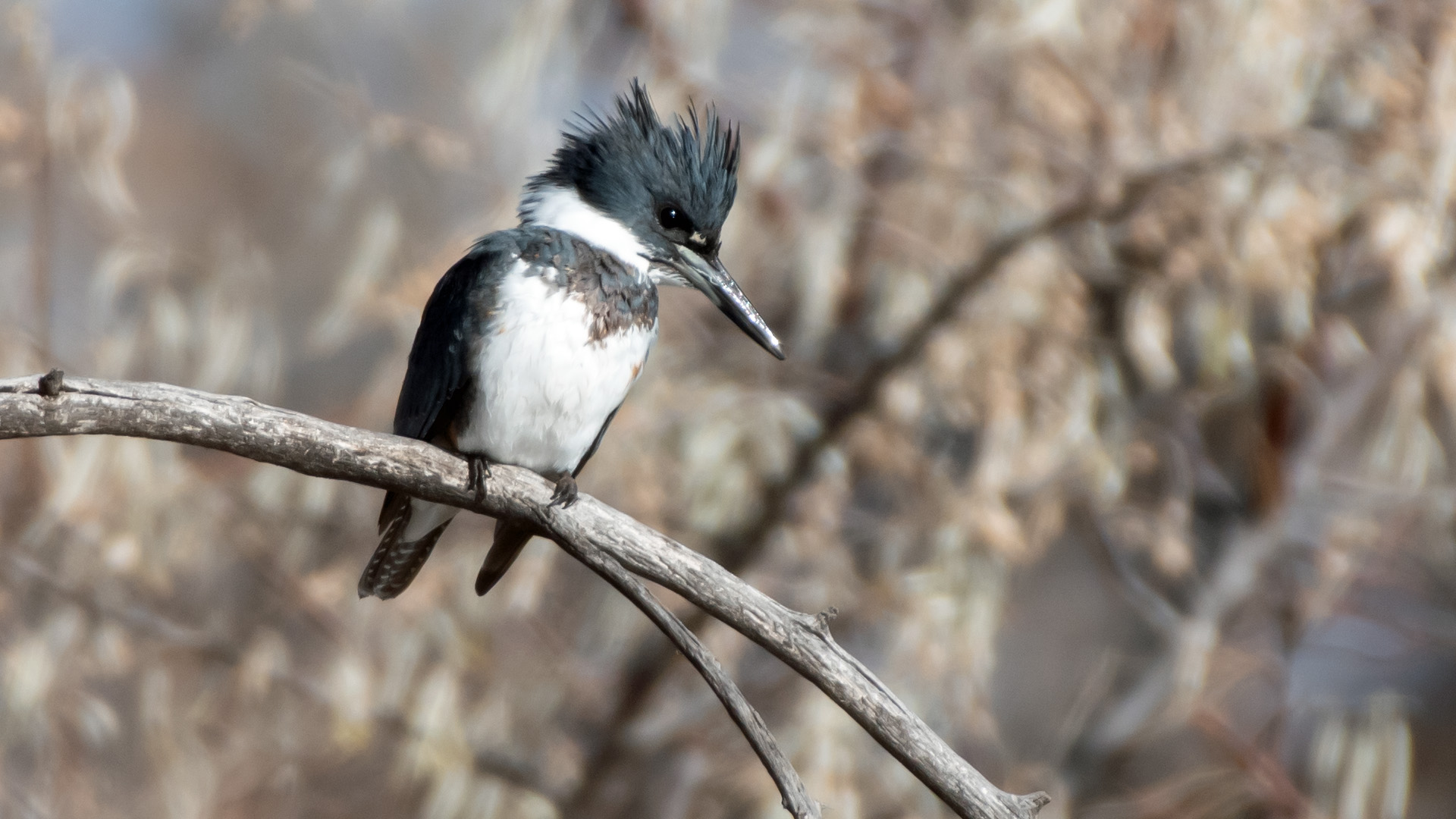 Male, Rio Grande Bosque, Albuquerque, December 2023