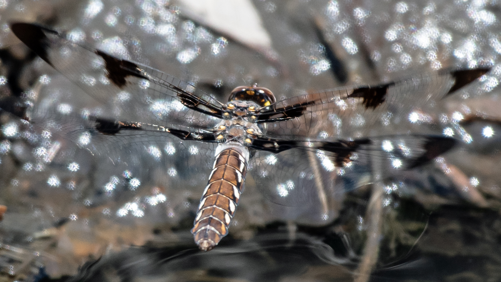 Female, Rio Grande Bosque, Albuquerque, May 2023