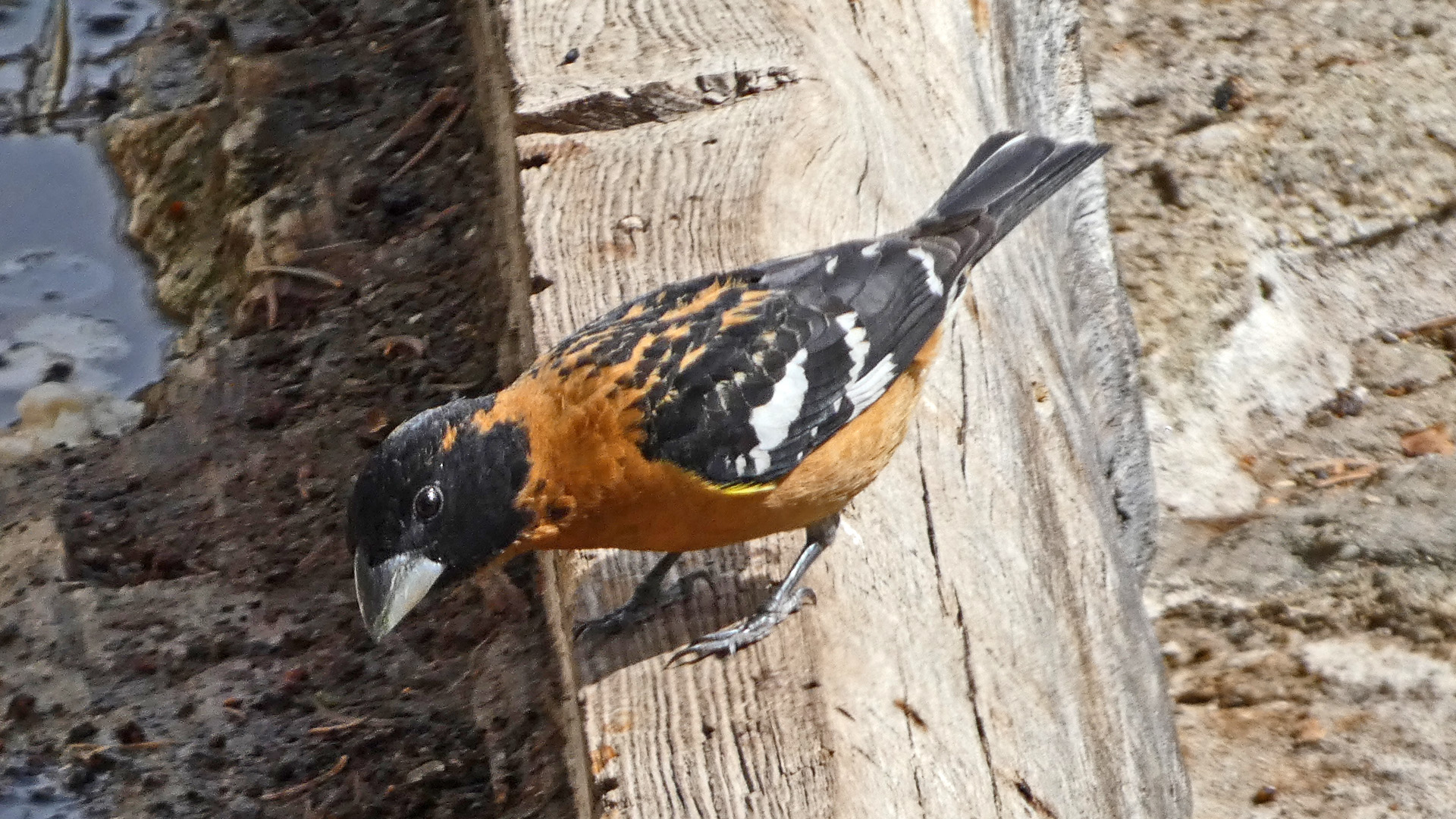 Male, Sandia Mountains, May 2022