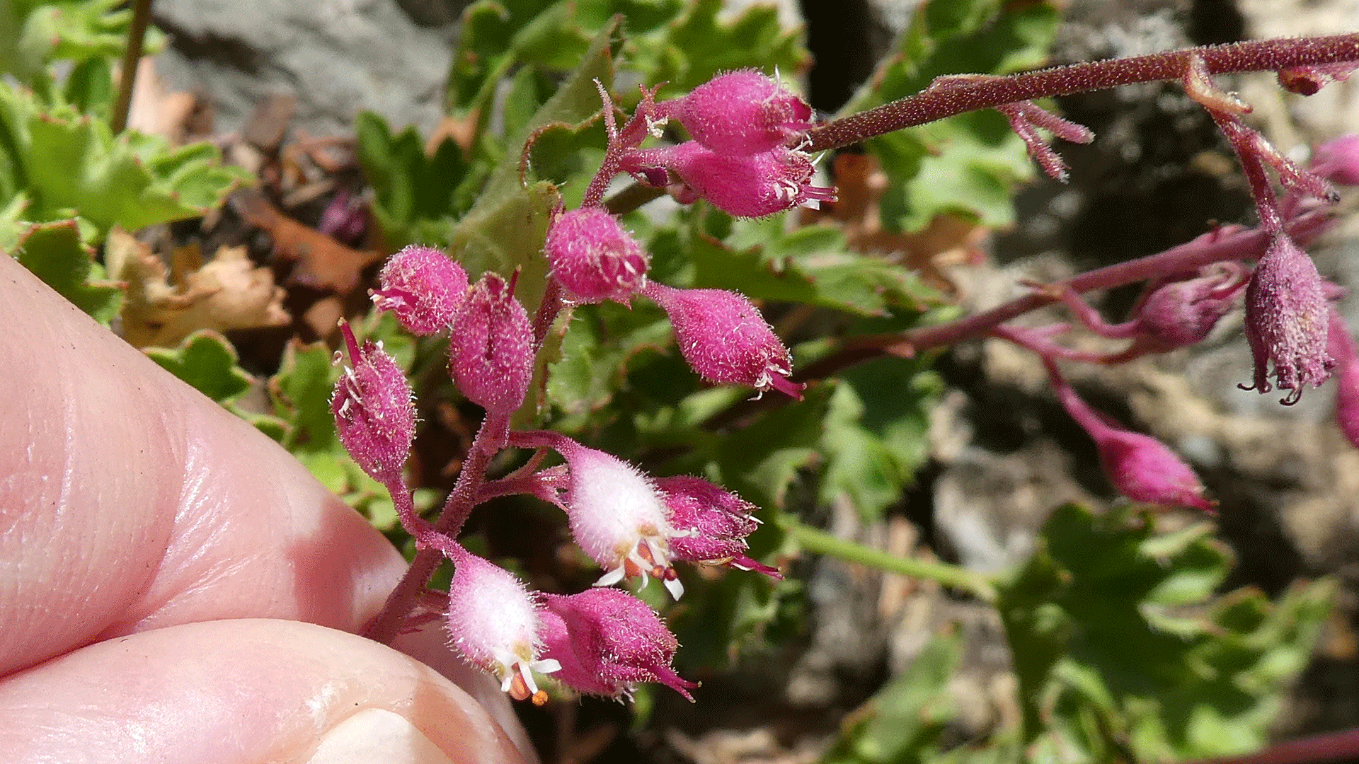 Flowers, crest of the Sandia Mountains, July 2020