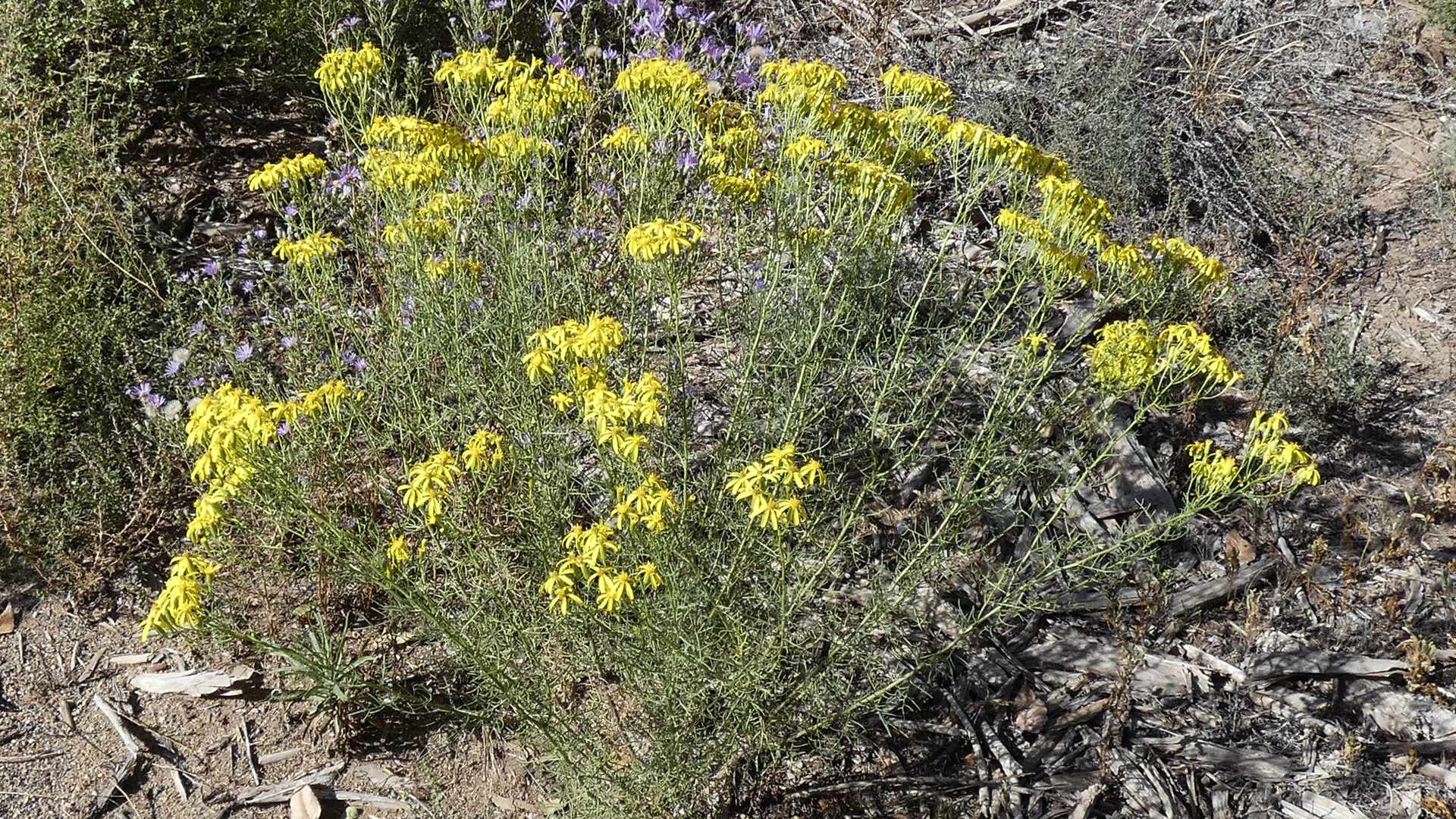 Rio Grande Bosque, Albuquerque, September 2020