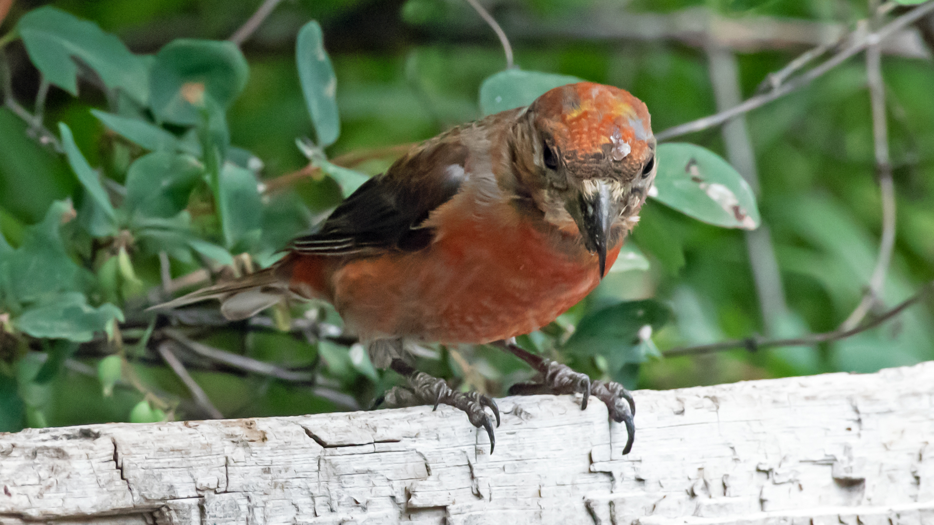 Male, Sandia Mountains, July 2023