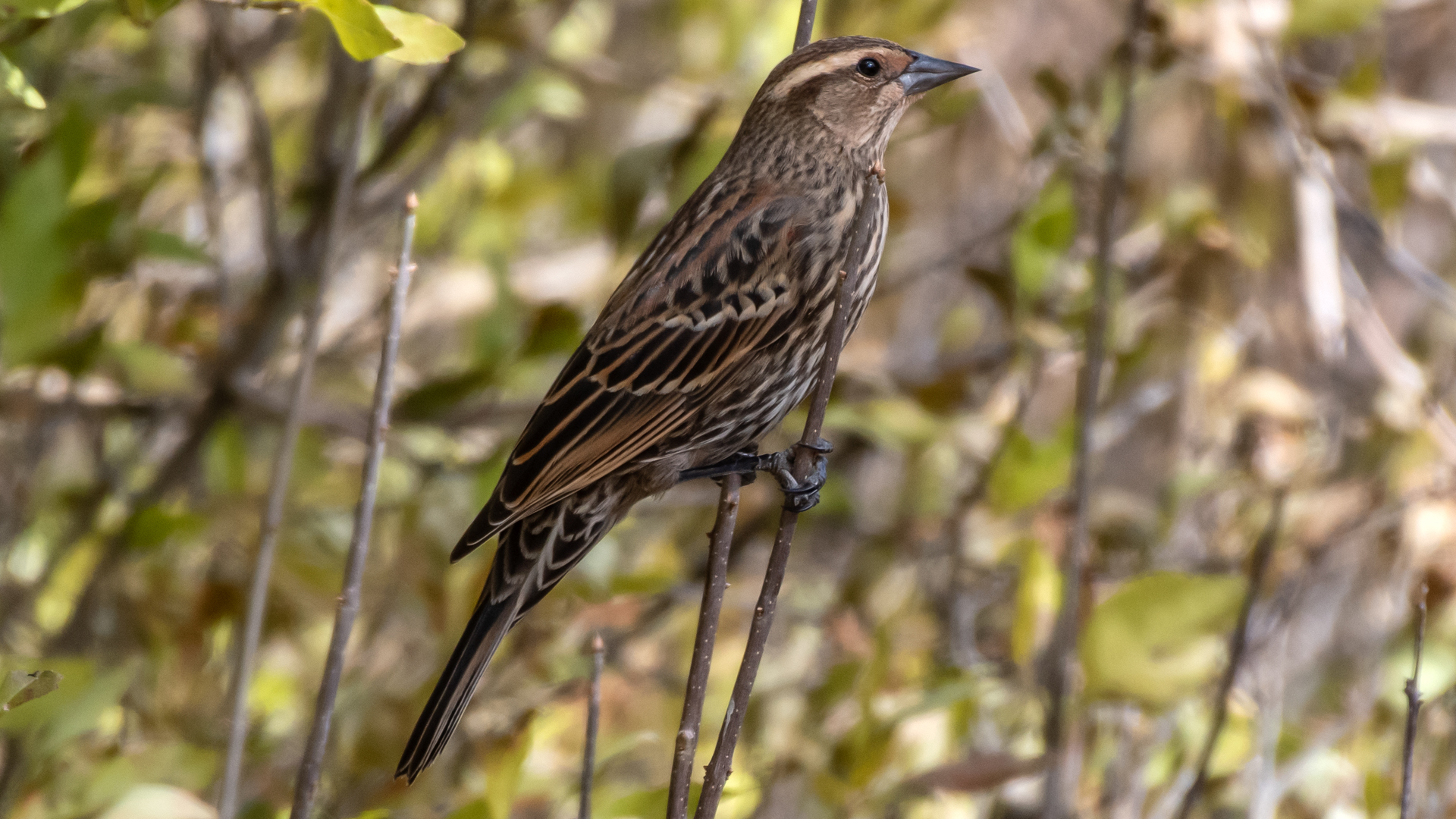 Female, Rio Grande Nature Center, Albuquerque, November 2023