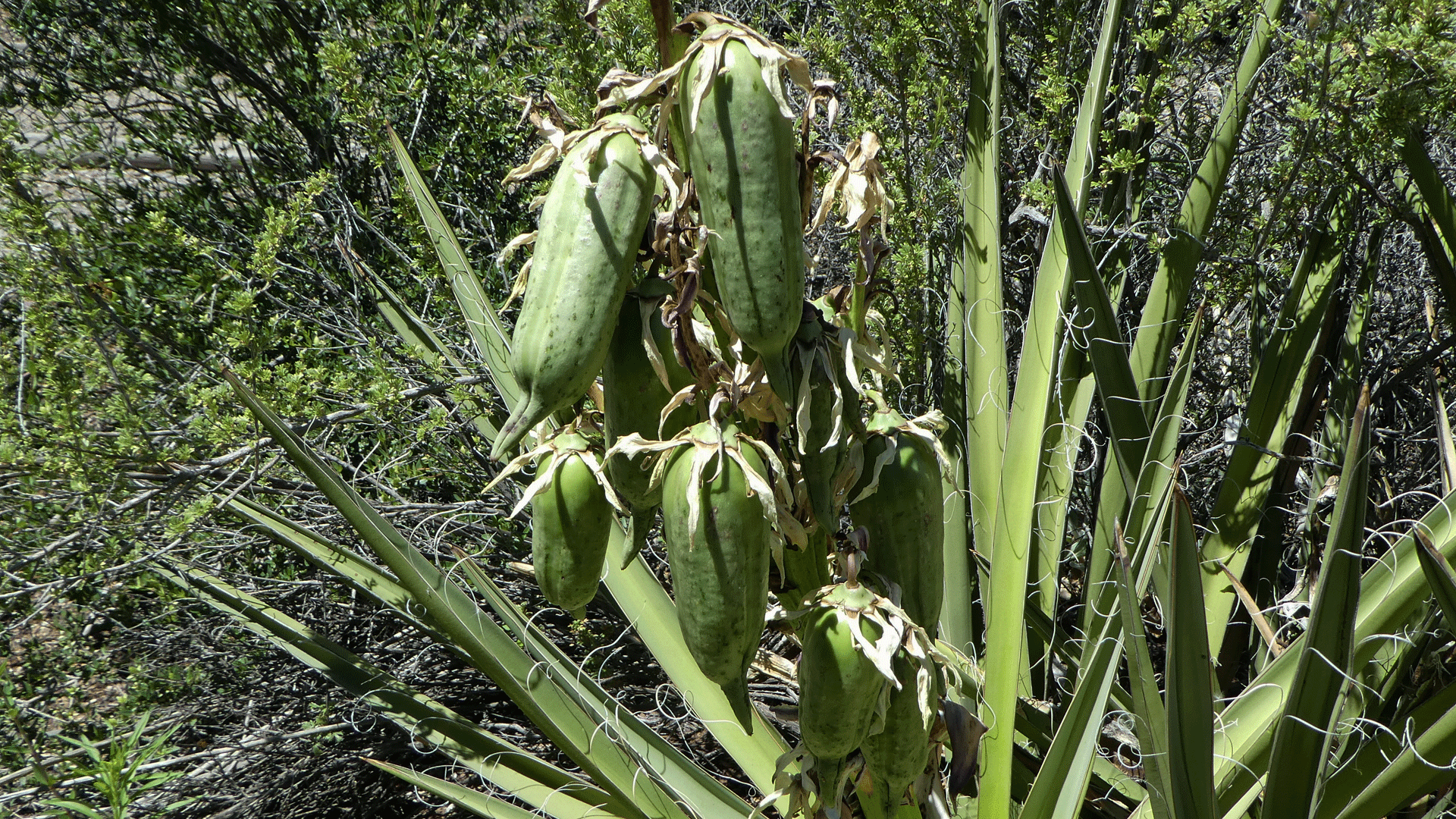 Sandia Mountains east foothills, June 2019