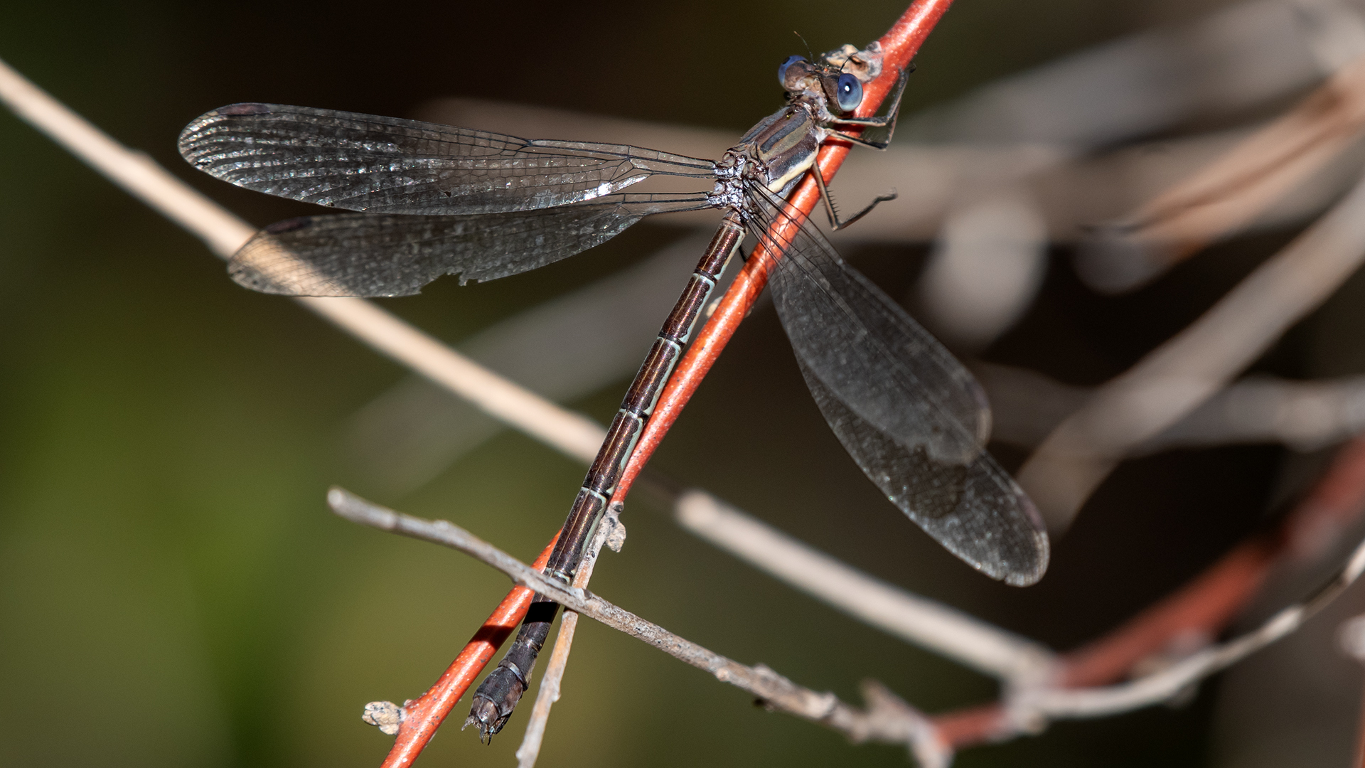 Female, Rio Grande Bosque, Albuquerque, October 2024