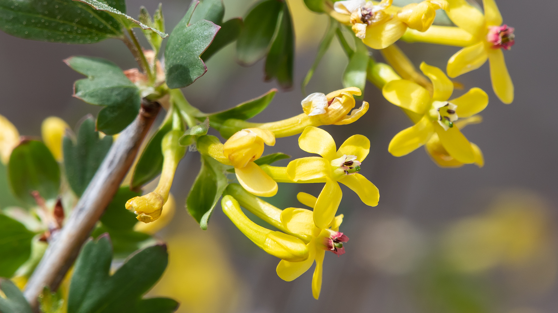 Rio Grande Bosque, Albuquerque, April 2023