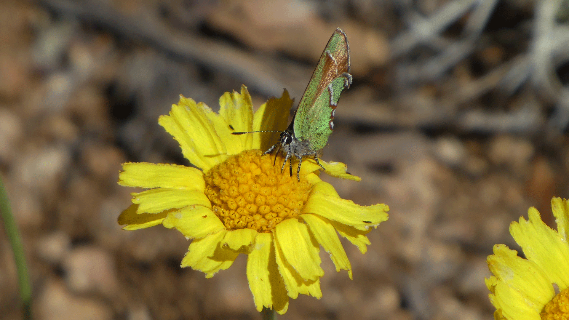 On perky Sue, Sandia Mountains foothills, May 2020