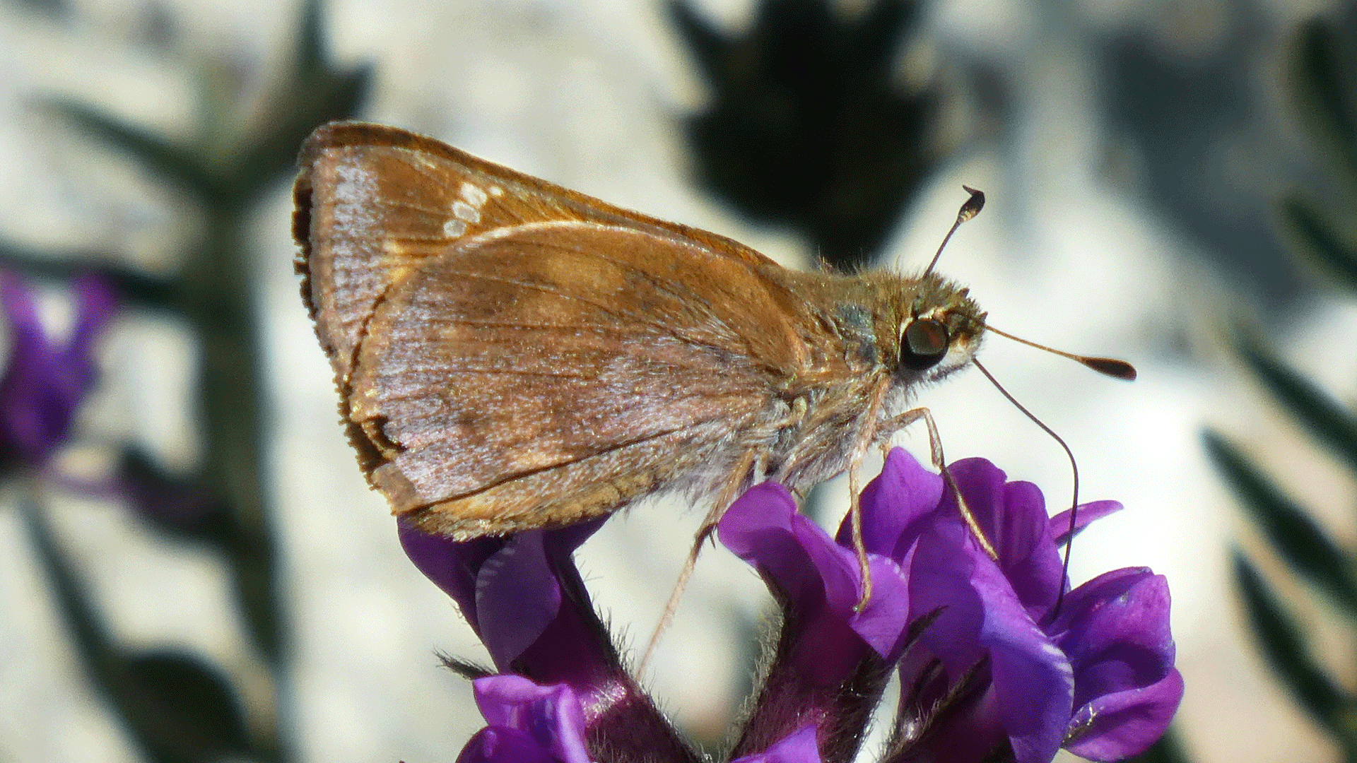 Female, upper Sandia Mountains, July 2020